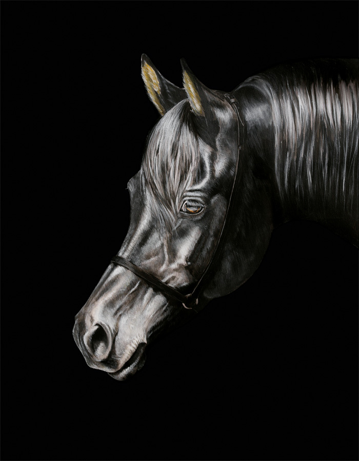 Arabisches Vollblutpferd aus dem Gestüt Marbach Araber Pferde Kopfportrait Acryl Acrylgemälde Pferdegemälde Pferdeportrait Fineart Horses