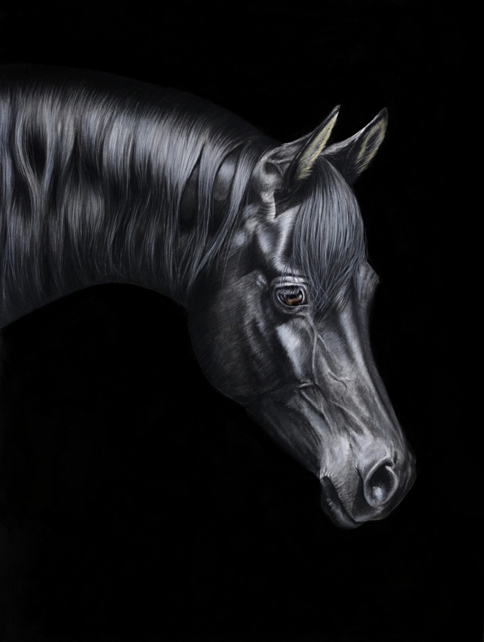 Arabisches Vollblutpferd aus dem Gestüt Marbach Araber Pferde Kopfportrait Acryl Acrylgemälde Pferdegemälde Pferdeportrait Fineart Horses