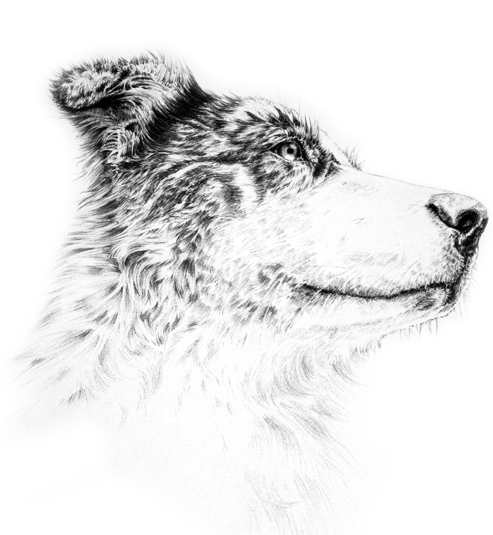Hundezeichnung Zeichentechnik Kugelschreiberzeichnung