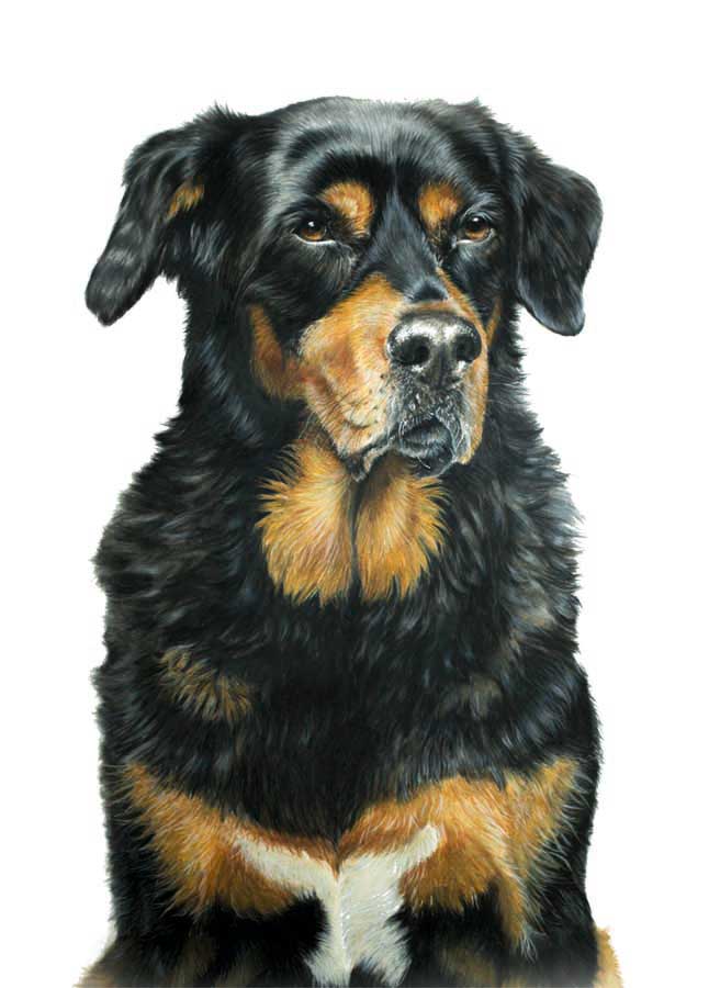 Hundezeichnung von Mischlingshündin in der Zeichentechnik Farbstift