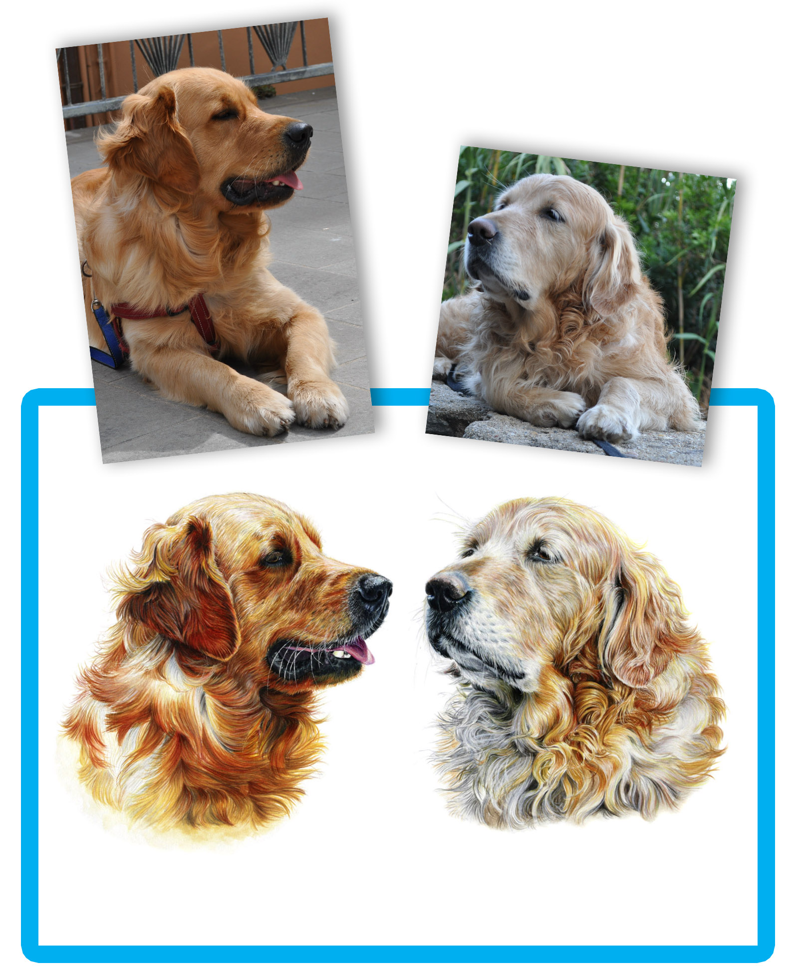 Vergleich gemaltes Tierportraits und Vorlagenfoto