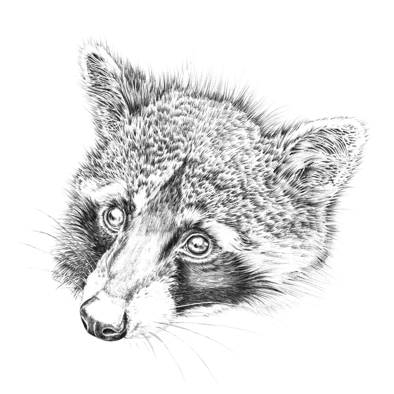 Kugelschreiberzeichnung Waschbär