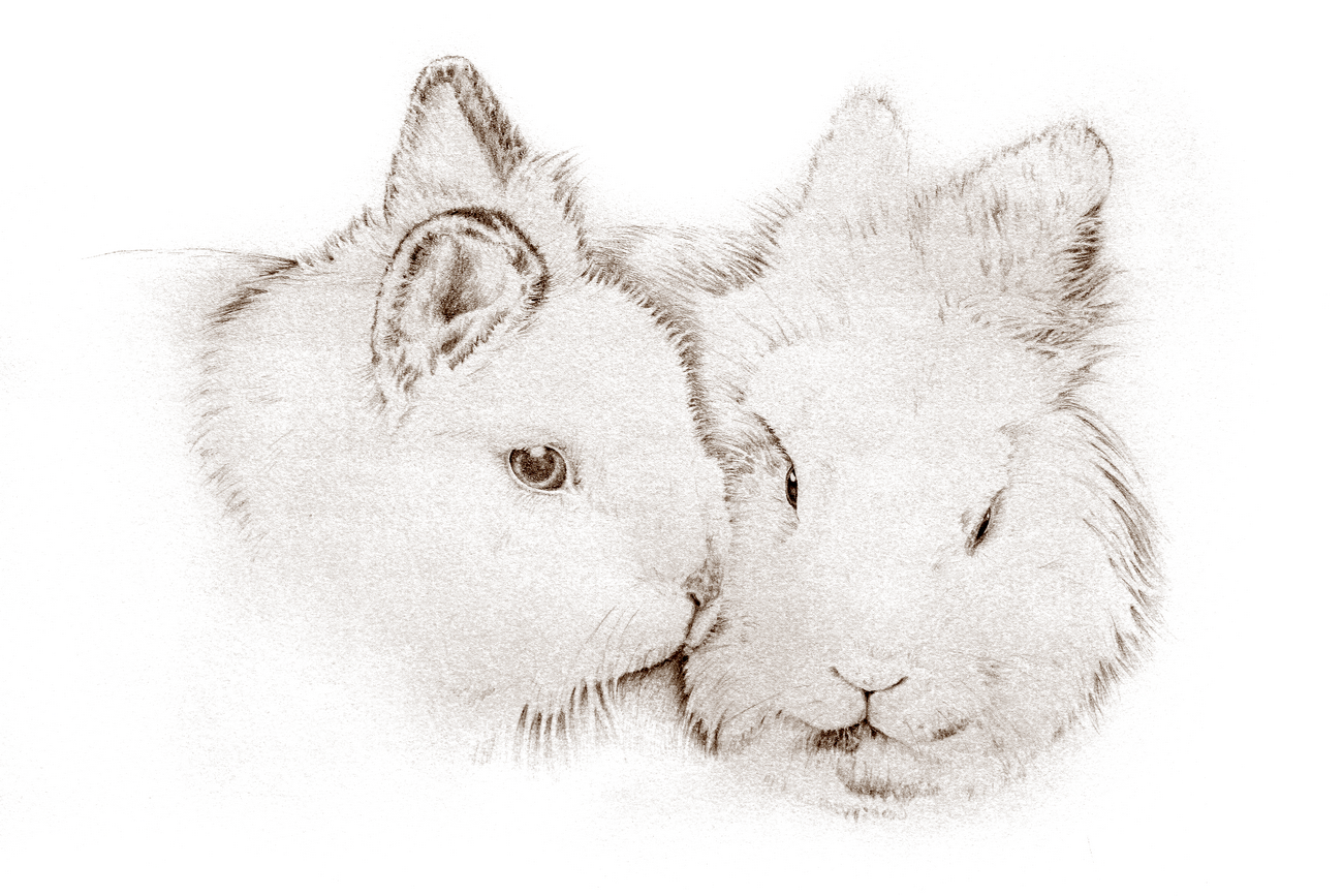 Kaninchen Bleistiftzeichnung